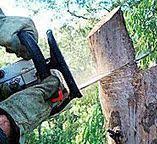 Best Leaf Removal  in South Congaree, SC