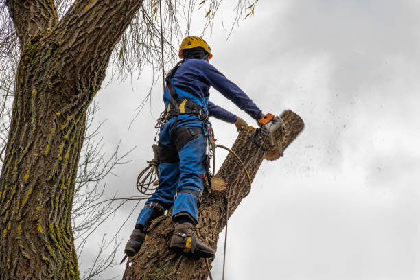 Tree and Shrub Care in South Congaree, SC
